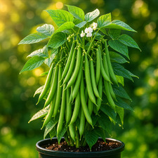 75+ BLUE LAKE POLE BEAN SEEDS 🫘 STRINGLESS SNAP | HEIRLOOM NON-GMO |  picture