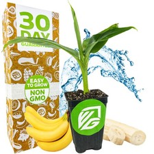 Tropicana Banana (Super Dwarf Cavendish) - Musa - Live Plant picture