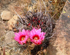 Echinocereus lindsayi RareSucculent  plant seedinggrowth Garden 5CM picture