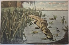 Vintage Postcard Miss Alli-Gator Alligator Florida AA89 picture