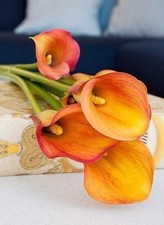 1 HAVANA Zantedeschia/Calla Lily Bulb 16/18 cm  - US Seller picture