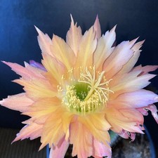 T. CEREUS,Hybrid, SUPER APRICOT, Echinopsis,Plant,Blooming,Cactus,Succulent picture
