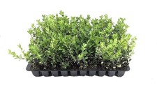 Boxwood Japanese | 2 Inch | Buxus microphylla | Formal Hedge | Evergreen Shrub picture