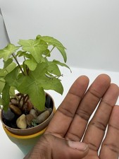 6 Count Giant Asian Mantis (Hierodula Membranacea) Nymph L3-L4 picture