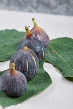 4 fig tree starters of your choice, 1-2 inches tall, well rooted picture