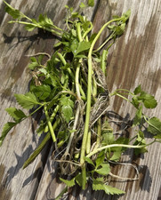 12 Rooted Water Celery Oenanthe Javanica Live Pond Plants Aquatic Marginal Plant picture