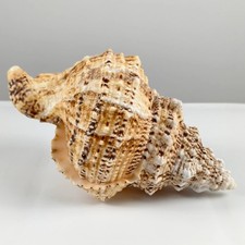 8-9INCH Seashells Rubeta Conch Shell Sea Snail Home Fish Tank Ornament  picture
