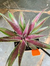 1 Large MANGAVE -  BLAZING SADDLES...BOGO SALE picture