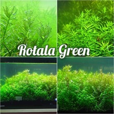 BUY 2 GET 1 FREE Rotala Green  - Live Aquatic Freshwater Plants - Stem Pack picture