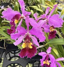Cattleya Hardyana ( Dowiana Aurea ‘Orchid Eros’ X Warscewiczii Sebastian Ferrell picture