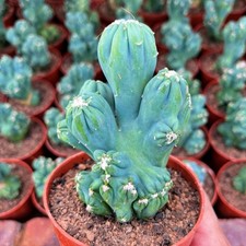 Cactus Plants Cereussp.f.monst Arhat Cristata Beautiful Cactus 7-10CM 1PCS picture