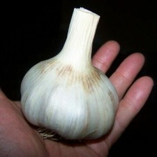 100 German Giant Garlic Seeds Bulb Seed Organic Natural Home Vegetable Garden picture