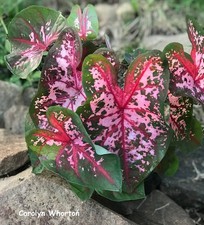 5 Fancy-Leaf CALADIUM Bulbs~CAROLYN WHORTON~Green/Pink/Red Leaves~FREE SHIP picture