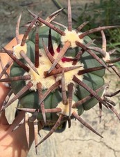 5cm live house Plant Echinocactus horizonthalonius 'Suiheimaru' WYSIWYG G rafted picture
