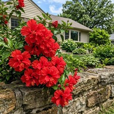 100 Count Double Red Hibiscus Seeds - for Garden Borders, Nature Inspired picture