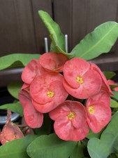 Coral Pink Crown of Thorn Cutting (1 count. Large bloom) picture