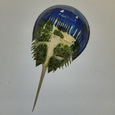 Horseshoe Crab Shell Hand Painted Coastal Decoration Beach Scene Painting Real  picture
