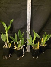 Pcv Key Lime Stars x Cattleya violacea. Blooming size brassavola orchid hybrid. picture