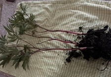 Peony SARAH BERNHARDT Pink Double Petal 1 Live Flower Plant Bush Bare Root picture