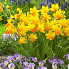 Garden State Bulb Cyclamineus Jetfire Mix Daffodil Flower Bulbs, 12/14cm picture