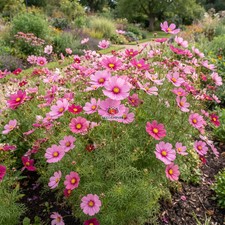 COSMOS GLORIA Cosmos Bipinnatus - 1,255 Bulk Seeds picture
