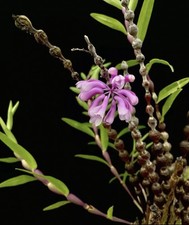 Dendrobium rindjaniense J.J.Sm Rare Indonesian Species Orchid Blooming Size picture