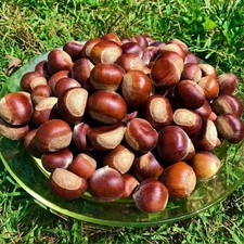 2 lb Fresh Organic Chestnuts - Gathered Daily USA / FAST  picture