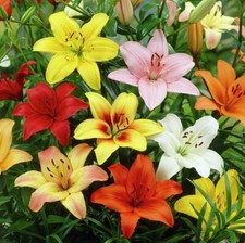 3- Lilium Asiatic Lily Mixture Bulbs 12/14CM Summer Flowers picture