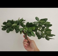 2 TWO - Thick Cutting Jade Plant Crassula ovata Succulent 0.75 - 1 inch diameter picture