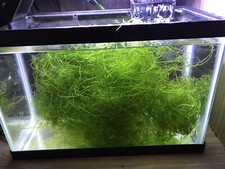 Java Moss - Super Easy Low Light Aquarium Live Plant,  Premium Quality  picture