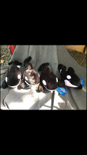 BRAND NEW Sea World Shamu Killer Whale Orca Plush stuffed animals (4) picture