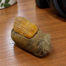 Bigfoot Big Toe Prop Hairy Severed Sasquatch Cryptid Oddity Specimen Gag Gift picture