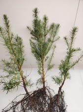 3 Shore Pine Pinus Contorta Evergreen Conifer for Coastal Landscapes Firewood picture