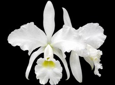 Cattleya jenmanii v alba x sib. Blooming size Cattleya orchid speices. Fragrant picture
