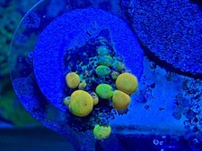 WWC OG Bounce Mushroom - WYSIWYG Live Coral  picture