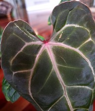 Rare Anthurium Matthew X Flat Bess X Doc F2 10