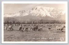 RPPC Mt. Tom Bishop California Sheep Frashers Foto 1943 Postcard picture