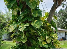 Variegated Giant Golden Pothos Climbing hawaiian Live Plant Rooted 2,5