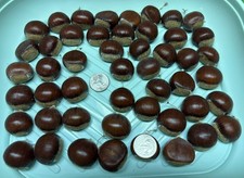 SALE Lot 50 Large Organic Hybrid Dunstan American-Chinese Chestnuts Tree Iowa picture