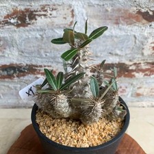 10-15CM Succulent Cactus Plant Pachypodium Rosulatum Subsp. Cactipes Home Garden picture
