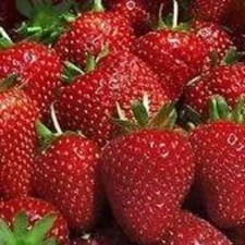 15 Strawberry Plants Seascape - We Use Organic Soil And Organic Amendments. picture