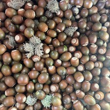 8 Pounds Sawtooth Oak Acorns FRESH SEPT 2026- FLOAT TESTED - Planting, Wildlife picture
