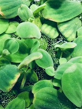 4 Water Lettuce SM/Baby Water Lettuce Freshwater Floating Plants Pond/Tank picture