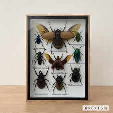 Real 5-Horned Rhinoceros Beetle & Mixed Insect Display Frame - 8×6 in picture