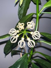 Real Pict Hoya Decipulae Sp Bengkulu Rare Plant picture