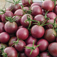 Black Cherry Tomato Seeds | Heirloom / Non-GMO |  | Seed Store 1028 picture