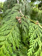 5 Eastern Red Cedar Trees Potted picture