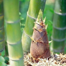 50+Giant Moso Bamboo Seeds Perennial evergreen Grows Edible Bamboo shoots USA picture