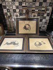 Vintage Hand Drawn Art Armadillo Signed 1978 Professionally Framed And Matted picture