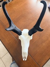 Pronghorn  Skull with Black Horns Large Animal Taxidermy from Animal picture
